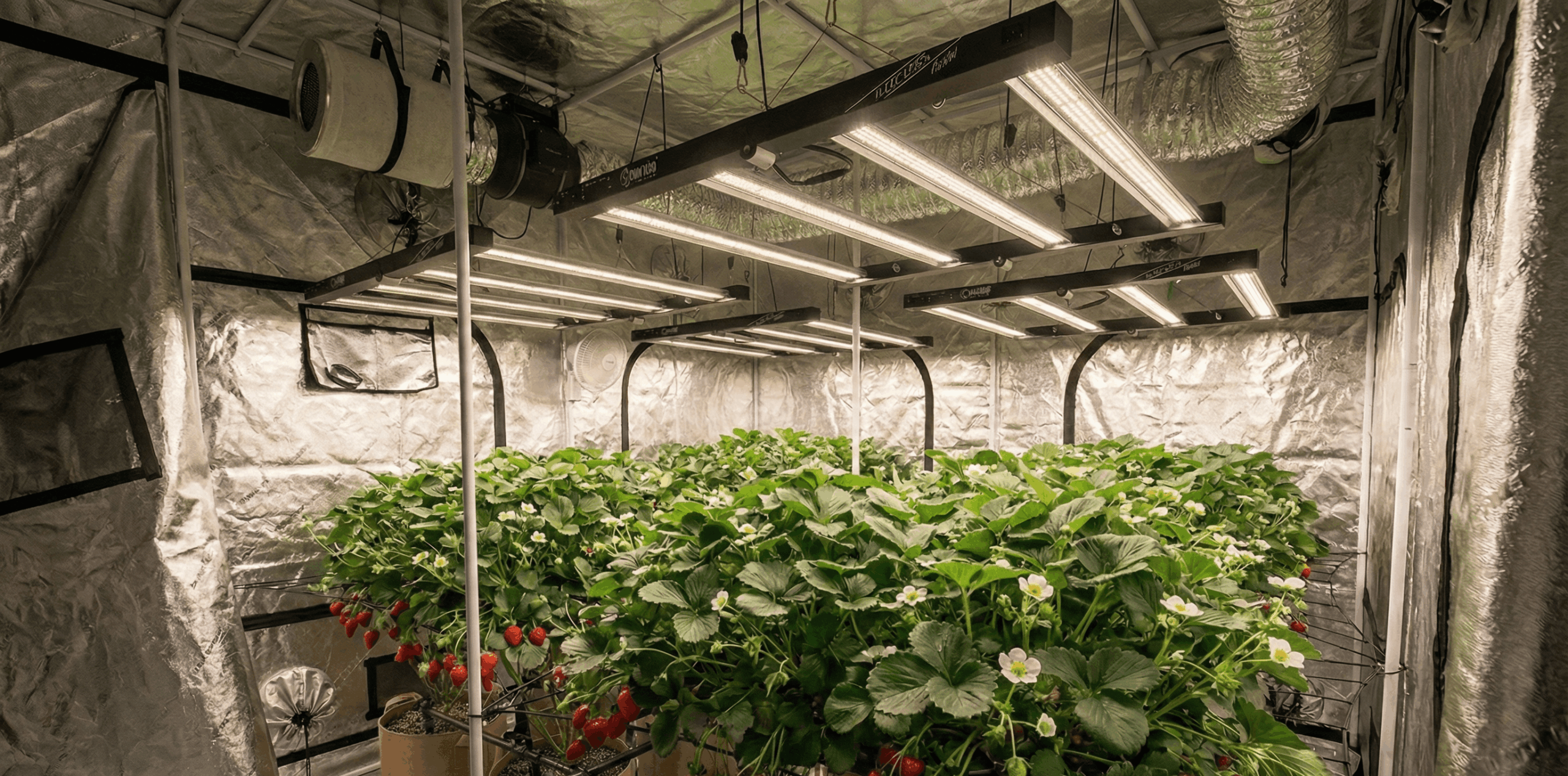 Armario de cultivo indoor con luz LED Lucius Black Label full spectrum