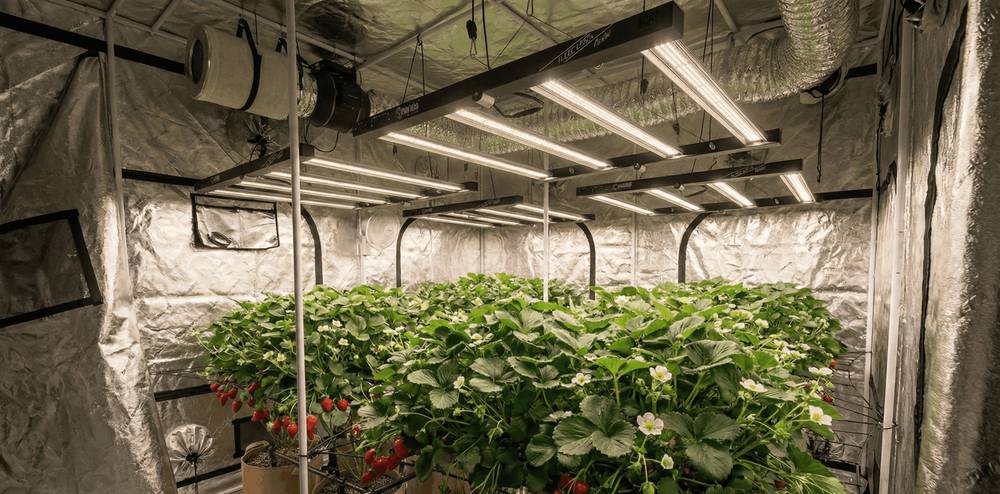 Carpa de cultivo grande con luz LED Lucius Black Label 400W