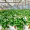 Rows of plants growing under cover along the length of a greenhouse