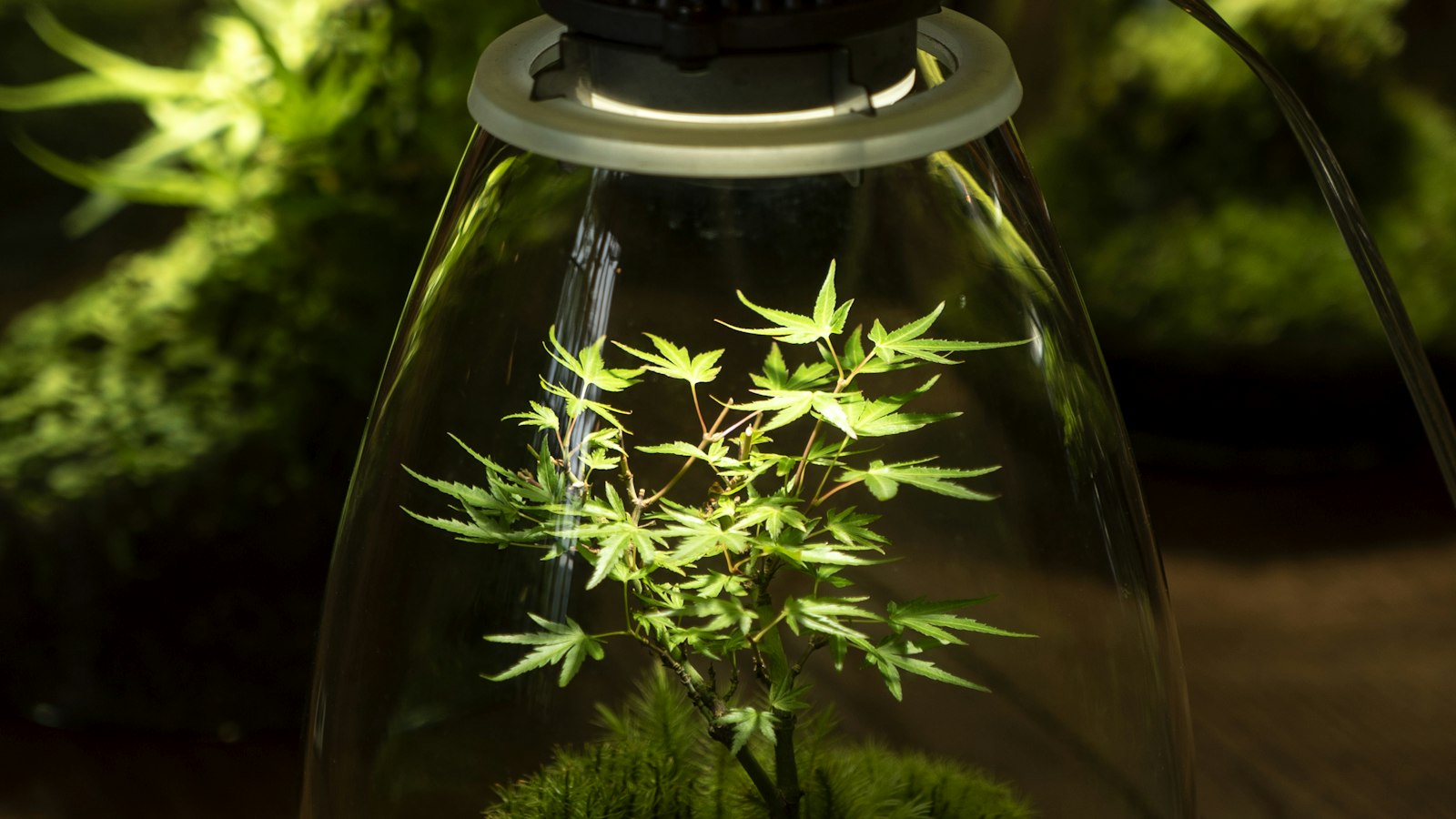Jeune plante éclairée par une lumière LED sous une cloche en verre