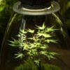 Junge Pflanze unter LED-Licht in einer Glasglocke